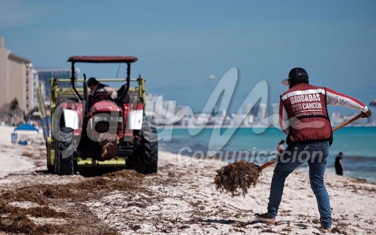 Cancun, 29 de septiembre.- Aparece un recale de sargazo en Playa Delfinesâ€¦ La temporada de arribo de Alga Marina se creia superada, pero este miercoles regreso a la playaâ€¦ Personal del Ayuntamiento BJ realizan trabajo de retiro y limpieza en los arenales bajo el Sol implacable y el intenso calor  que se deja sentir en el lugar.