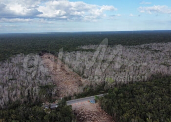 Cancun, 02 de marzo.- Los trabajos de una de las obras insignia del Presidente de la Republica continuan; y con ella continua el derrumbe de la vegetacion ya que ahora  prosiguieron con la selva del municipio de Solidaridad, donde desde el pasado fin de semana se ha abierto una brecha de unos 10 metros de ancho.