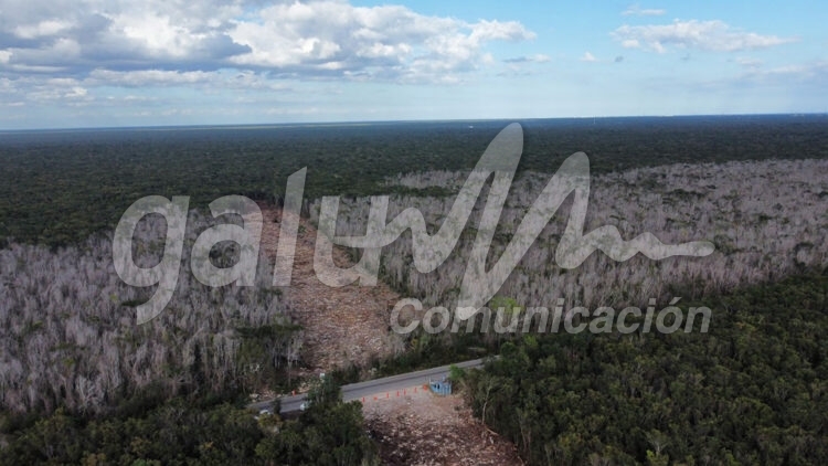 Cancun, 02 de marzo.- Los trabajos de una de las obras insignia del Presidente de la Republica continuan; y con ella continua el derrumbe de la vegetacion ya que ahora  prosiguieron con la selva del municipio de Solidaridad, donde desde el pasado fin de semana se ha abierto una brecha de unos 10 metros de ancho.