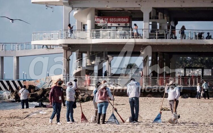 Playa del Carmen, 27 de enero.- Personal de Zofemat realiza limpieza de playas en Playa del Carmen… la directora de esa dependencia, Lourdes Varguez, da a conocer que han recogido hasta una tonelada de basura en un dia en las playas… en entrevista explica la campana de recoleccion de colillas de cigarros que la gente deja tirada principalmente en Playa Fundadores y Playa Mamitas, mismas que son recolectadas por Zofemat y entregadas a artesanos locales que las aprovechan para realizar diversos productos… Botes de cerveza, tapas y pet son los principales residuos que la gente deja en las playas.