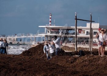 Playa del Carmen, 23 de marzo.- Asi amanece el recale masivo de Sargazo este miercoles en playas de Playa del Carmen… empleados de Servicios Publicos de Solidaridad en labores de limpieza y retiro de la alga… los trabajadores reportan recale en las ultimas 48 horas… presencia de Sargazo en un tramo que va de Fundadores al Recodo… turistas observan la presencia de la alga marina