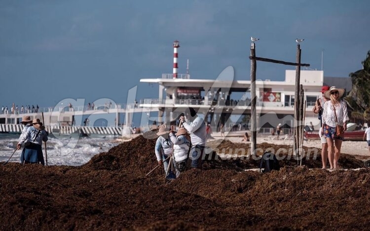 Playa del Carmen, 23 de marzo.- Asi amanece el recale masivo de Sargazo este miercoles en playas de Playa del Carmen… empleados de Servicios Publicos de Solidaridad en labores de limpieza y retiro de la alga… los trabajadores reportan recale en las ultimas 48 horas… presencia de Sargazo en un tramo que va de Fundadores al Recodo… turistas observan la presencia de la alga marina
