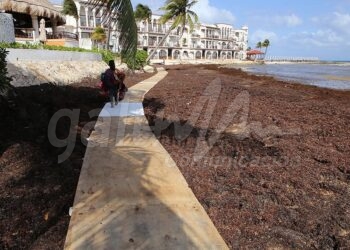 Playa del Carmen, 07 de abril.- Instalan improvisado puente de madera sobre el sargazo para que los turistas puedan caminar en la zona de El Recodo, donde se presentan el recale masivo de sargazo