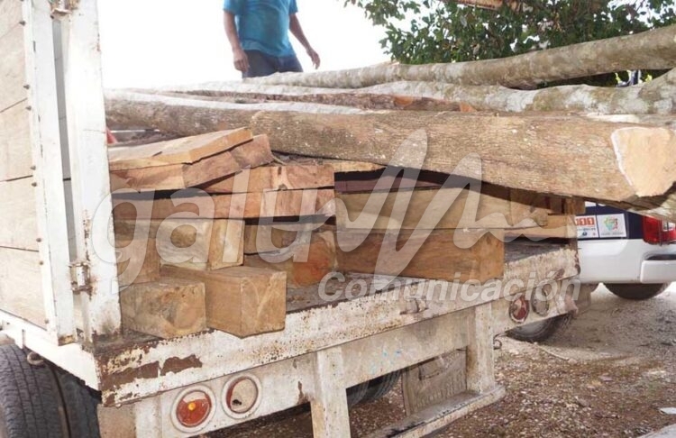 Kantunilkin.- Decomisa autoridades ejidales en coordinación con elementos de Seguridad Publica cargamento de maderas duras y preciosas en la colindancia con la comunidad de San Ángel que representaba, para los taladores furtivos, ganancias superiores a 20 mil pesos.