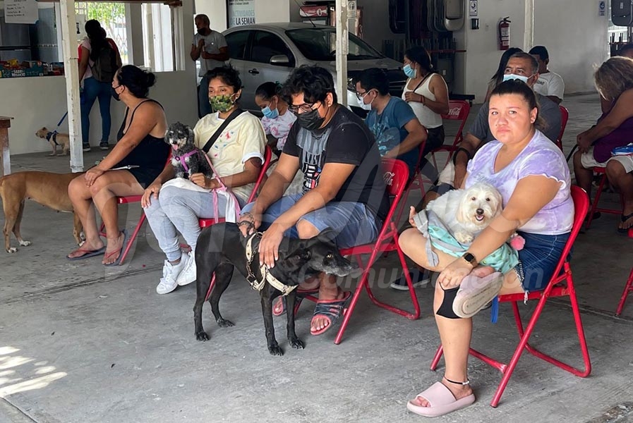 Impulsará la XVII Legislatura aplicar en los 11 municipios la Ley de Bienestar Animal