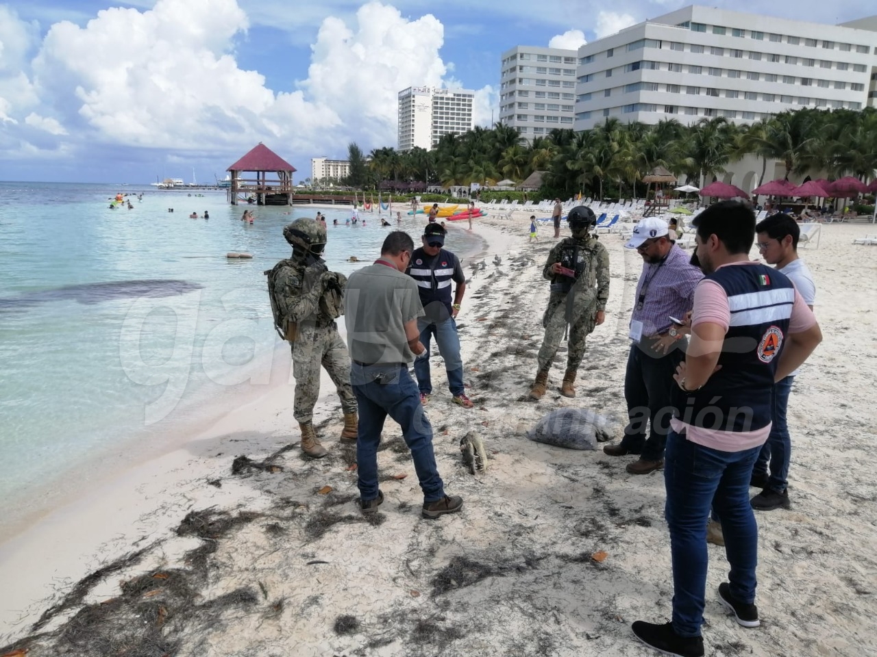 Encuentran una cabeza de cocodrilo a la orilla de una playa de la Zona Hotelera de Cancún