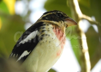 Fundación registra 39 especies de aves en parque ecoturístico de Cozumel