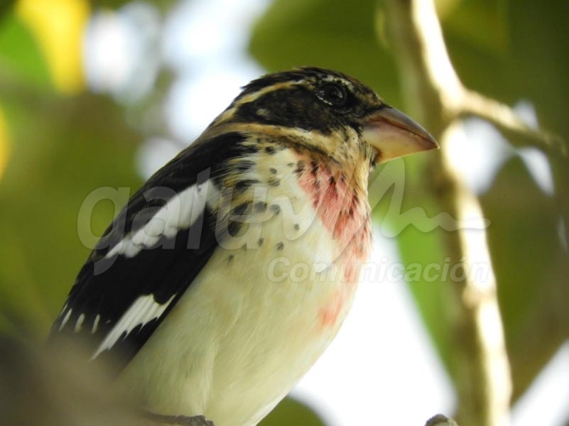 Fundación registra 39 especies de aves en parque ecoturístico de Cozumel