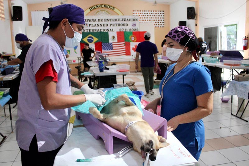 Ayuntamiento de Puerto Morelos práctica más de mil cirugías de esterilización a mascotas
