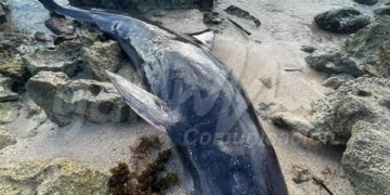Semarnat atiende caso de una orca varada en playas de Cozumel