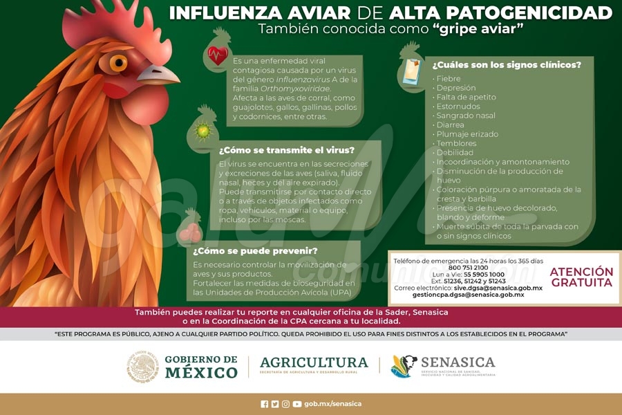 Quintana Roo mantiene vigilancia sanitaria por ingreso de pollos provenientes de Yucatán