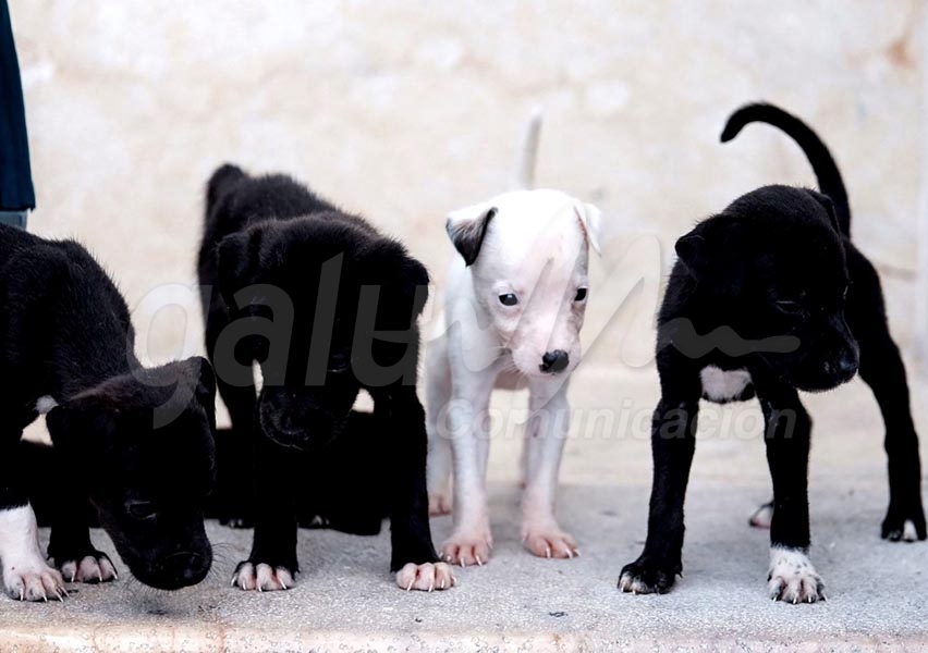 Ayuntamiento de Othón P. Blanco, sin reglamento para aplicar Ley de Bienestar Animal