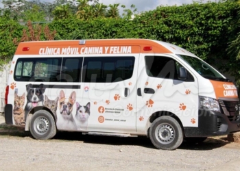 Esterilizan 200 perros y gatos en Cancún