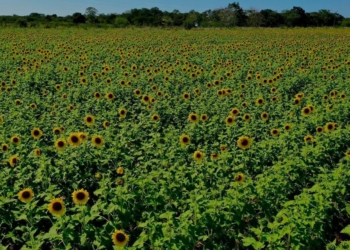 Florece campo de girasoles en comunidad menonita de Bacalar