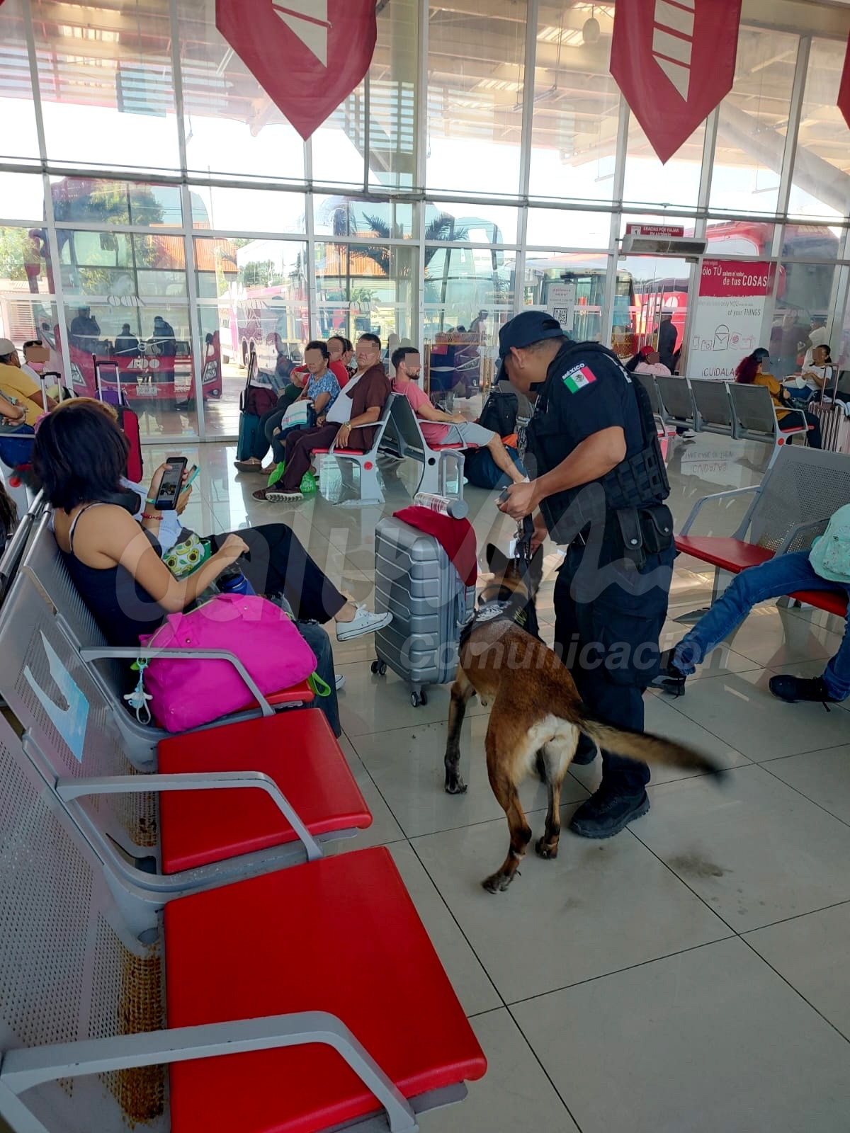 Con binomios caninos recorren terminal de autobuses de Chetumal
