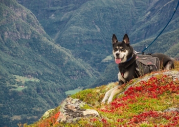 Perros rescatistas mexicanos, entre los más valorados en el mundo