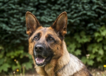 Razas de perros que son más aptas como rescatistas
