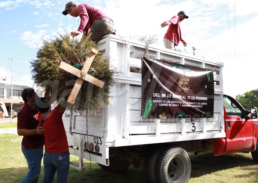 Anuncian últimos días de acopio de árboles navideños en Cancún