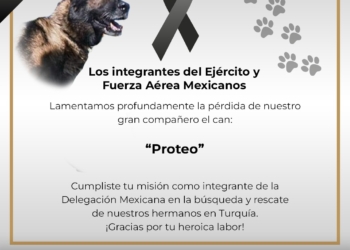 Muere Proteo, integrante canino del equipo de rescate de la SEDENA en Turquía
