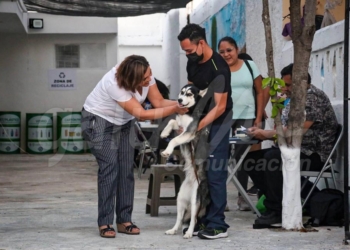 Habría un registro estatal de perros y gatos