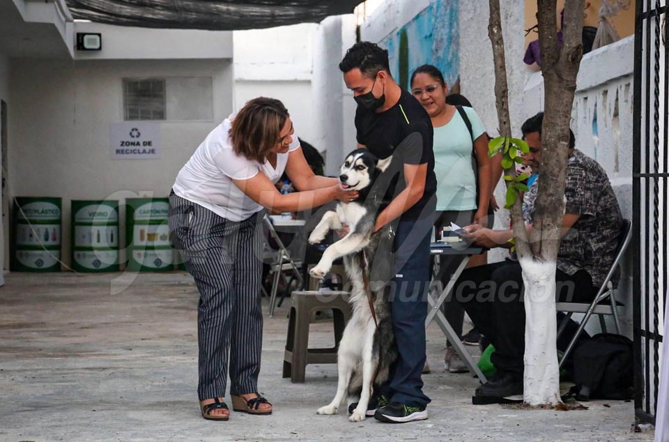 Habría un registro estatal de perros y gatos