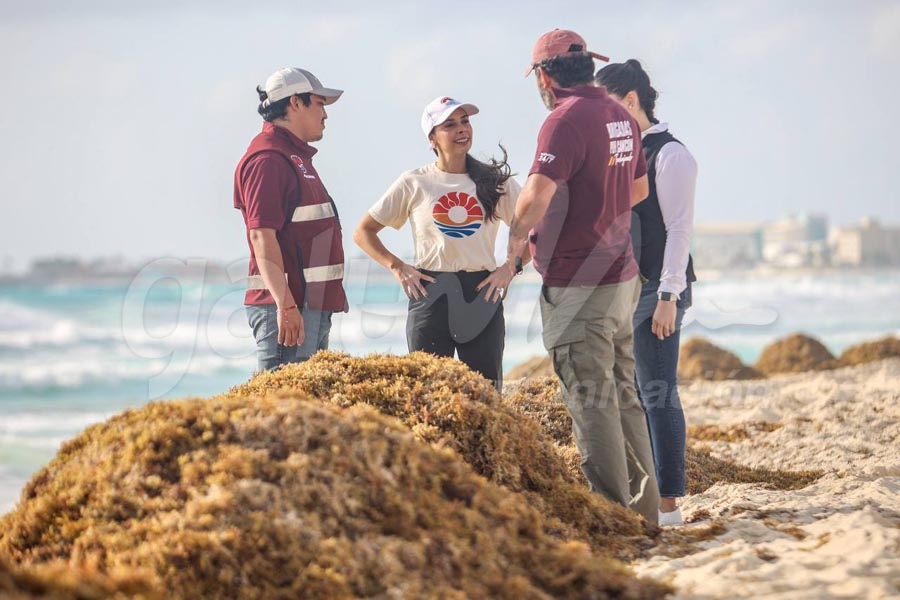 Cerca de 72 toneladas de sargazo se retiran de las playas de Cancún en el mes de enero