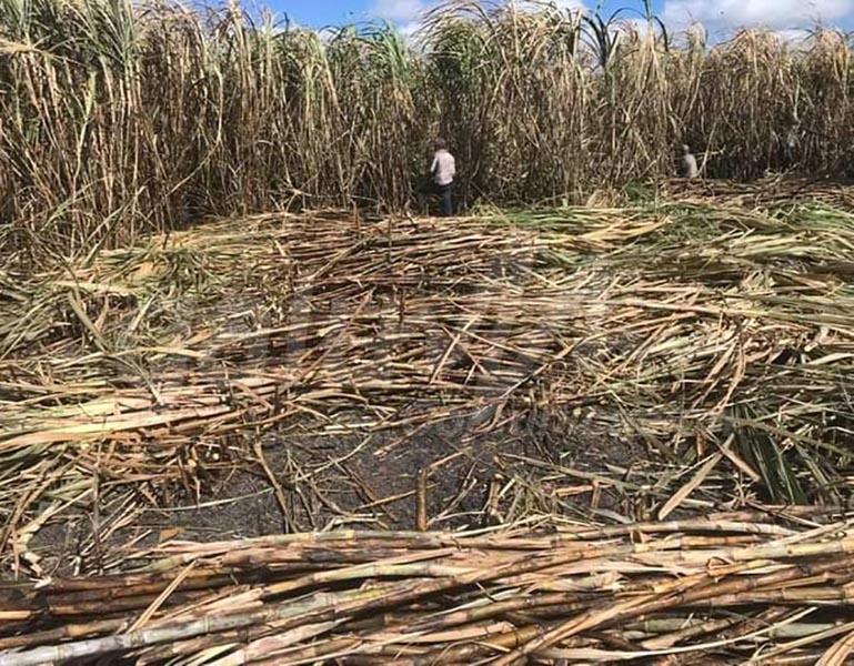 Tren Maya deja sin campesinos al agro de Q.Roo