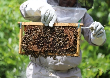 La apicultura de Leona Vicario, con avances importantes