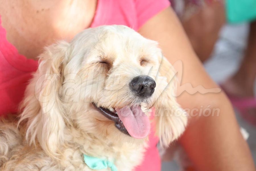 Esterilizaran perros y gatos en B. Juarez