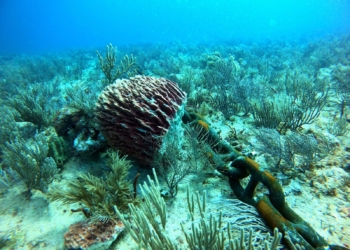 Embarcación “Melody” daña a los arrecifes coralinos de Puerto Morelos