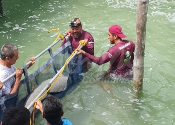 Especialistas atienden rehabilitación del manatí “Pompeyo”