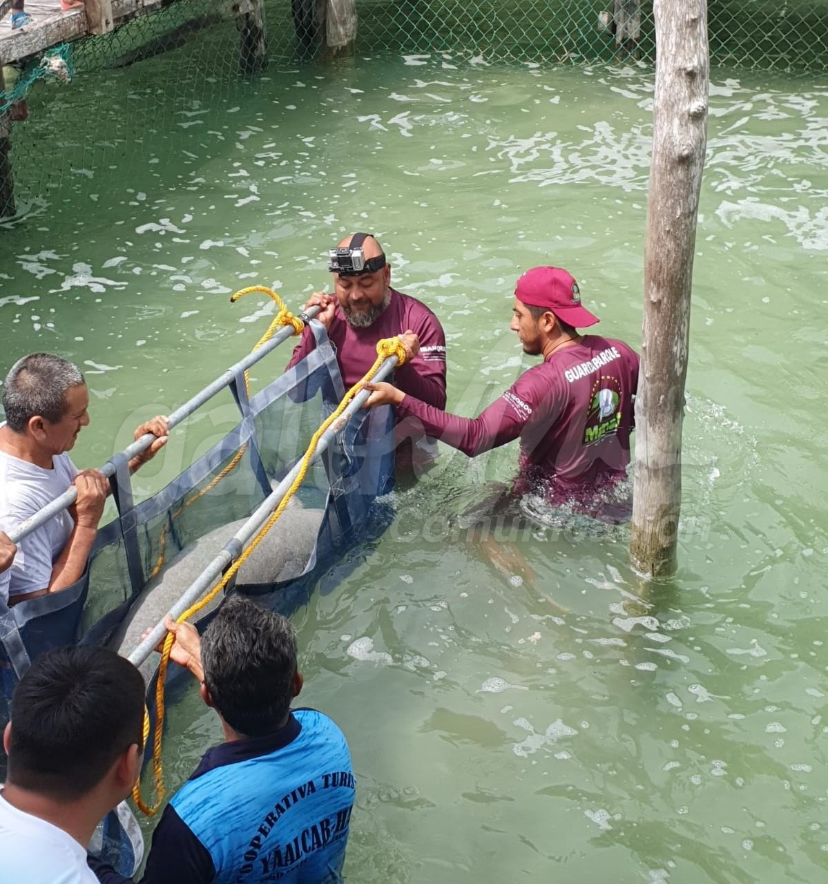 Especialistas atienden rehabilitación del manatí “Pompeyo”