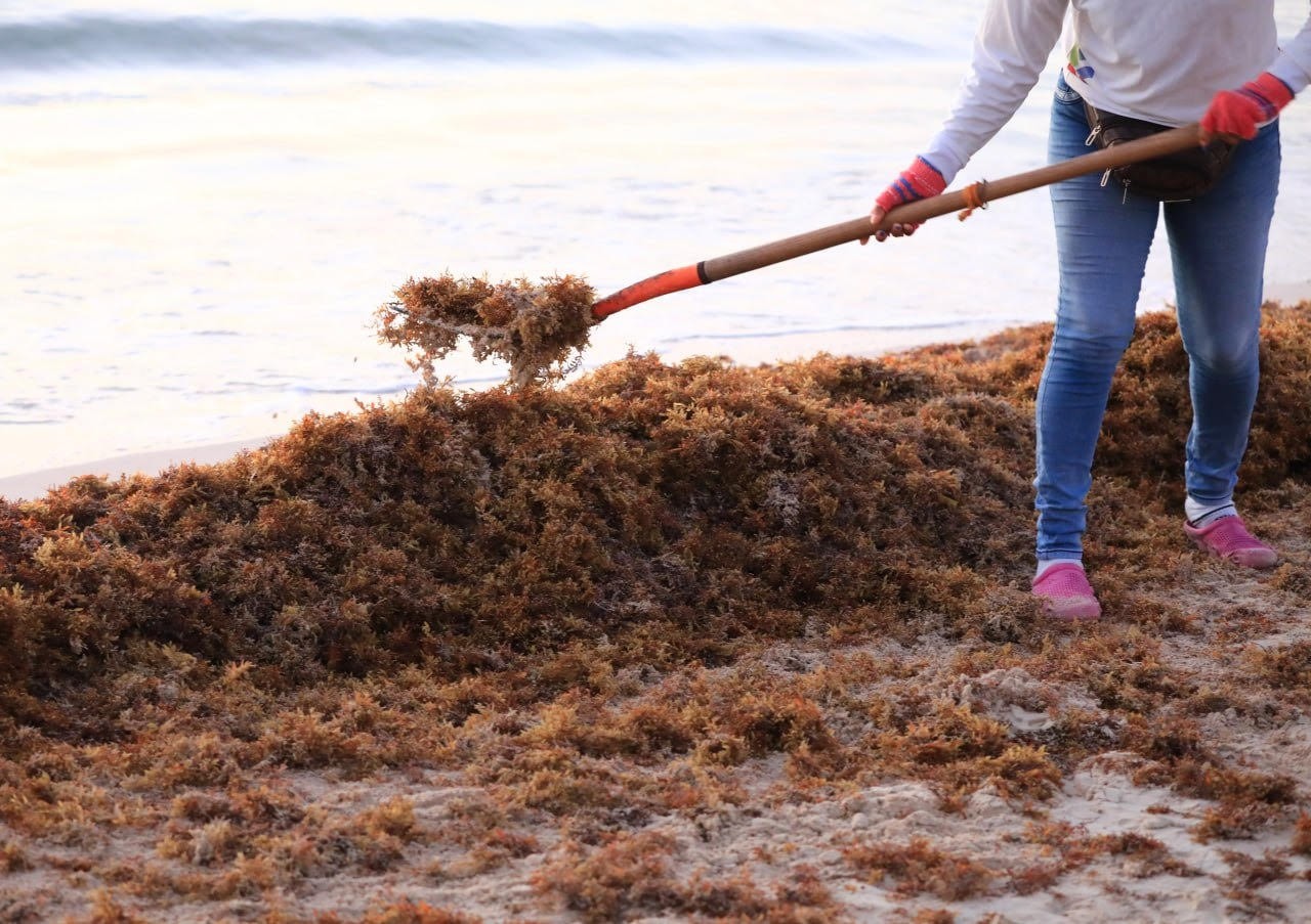 Ya se recolectaron cerca de 4 mil toneladas de sargazo de playas de Solidaridad