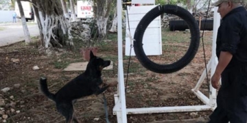 Refuerza entrenamiento a elementos de la Unidad Canina del Sur de Quintana Roo