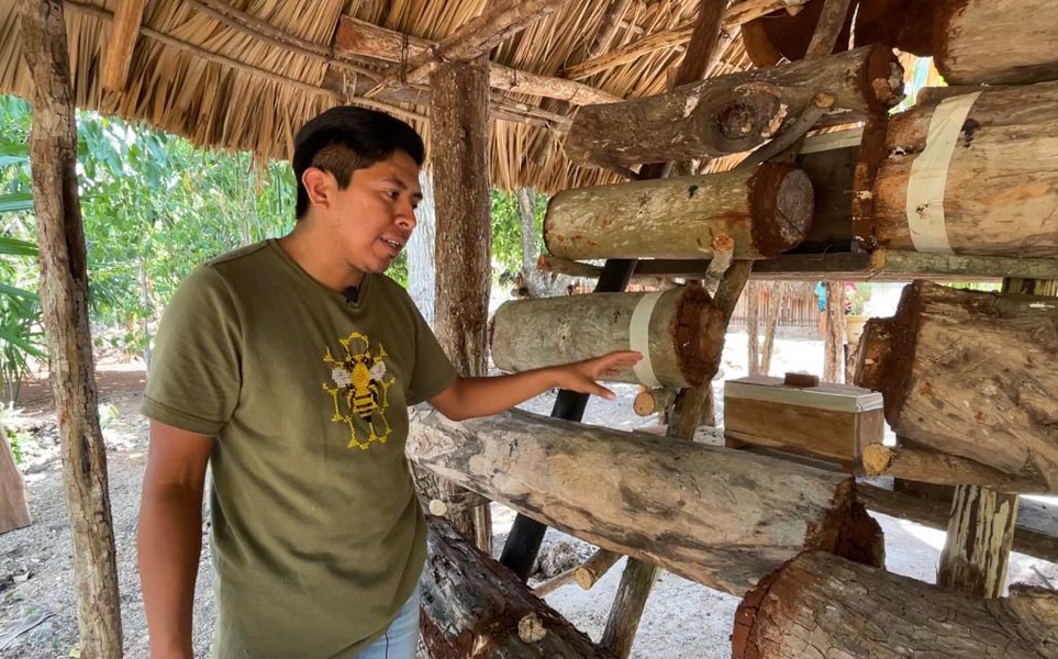 En la zona maya transmiten los conocimientos de las meliponas