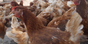 Producción avícola, opción para mujeres mayas