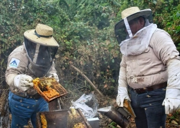 Apicultores del norte de Q.Roo siguen con baja producción de miel
