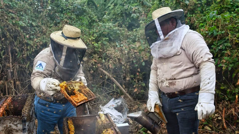 Apicultores del norte de Q.Roo siguen con baja producción de miel