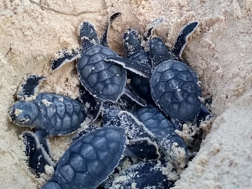 Registran el nacimiento de 570 tortugas marinas en Cozumel