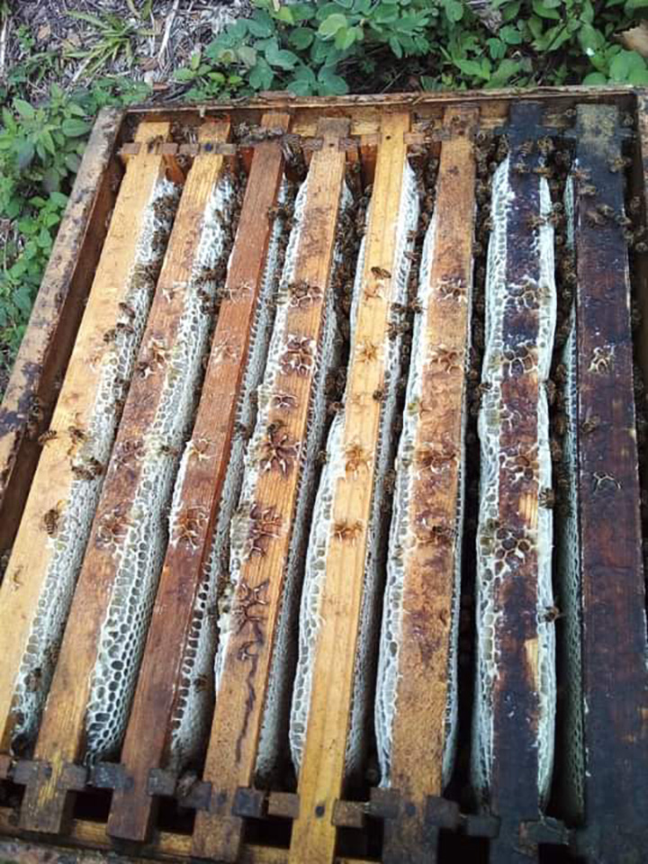 Cría de abejas meliponas, opción para apicultores cardenenses