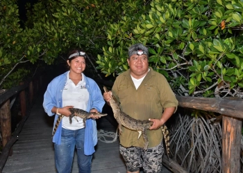 Registran 350 cocodrilos en Cozumel