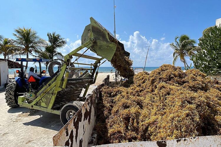 Hoteleros de la Riviera Maya convocan a sociedad a combatir el sargazo