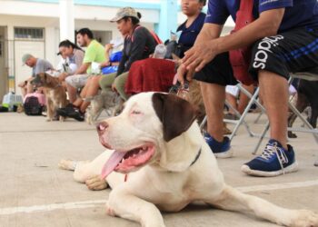 Impulsan esterilización canina y felina en Cancún