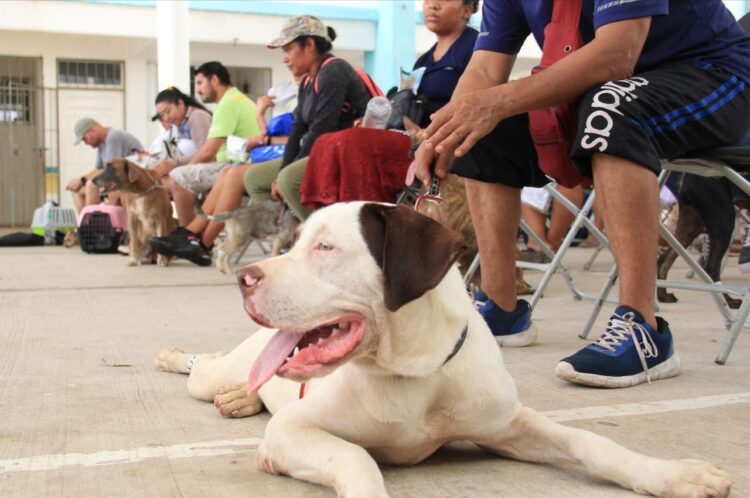 Impulsan esterilización canina y felina en Cancún