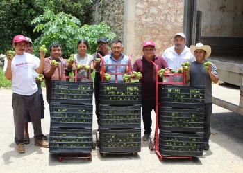 Citricultores de Zona Maya logran primer envío de limón a Cancún