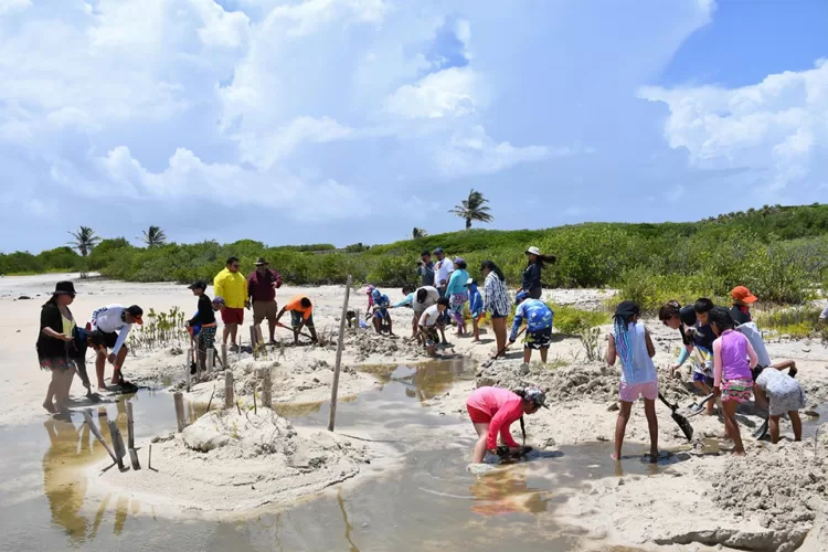 Estudiantes restauran manglar en Punta Sur de Cozumel