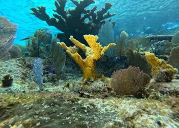 Gobierno de Quintana Roo asegura 500 kilómetros de franja costera con corales