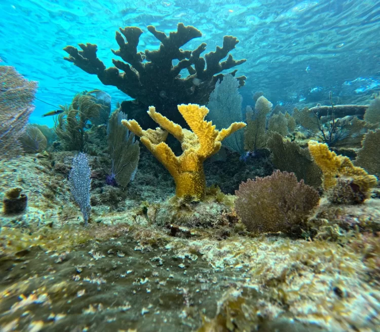 Gobierno de Quintana Roo asegura 500 kilómetros de franja costera con corales