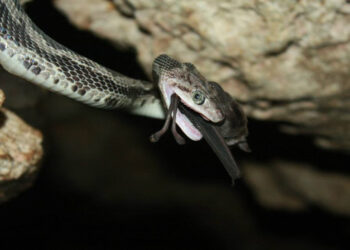 Invitan a conocer la cueva de las serpientes colgantes de Kantemo