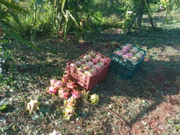 Productores de pitahaya en Felipe Carrillo Puerto buscan mercado para su producto